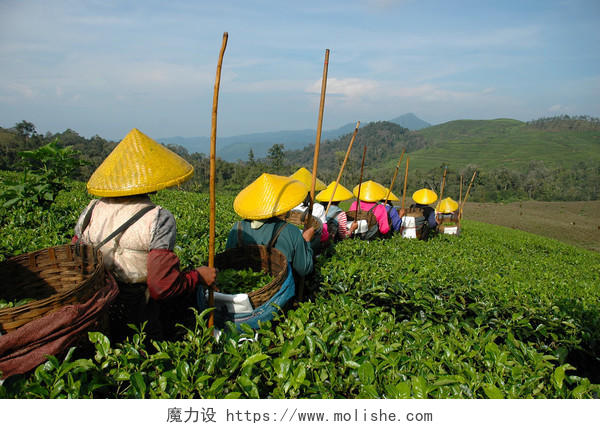 天空下一群农夫行走在采茶园里传统二十四节气24节气谷雨